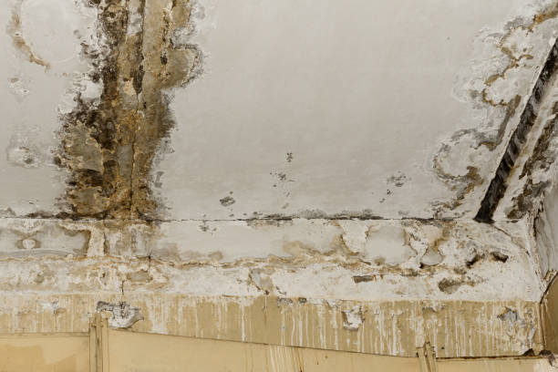 Best Water Damage & Mold Remediation  in Whitehall, MI