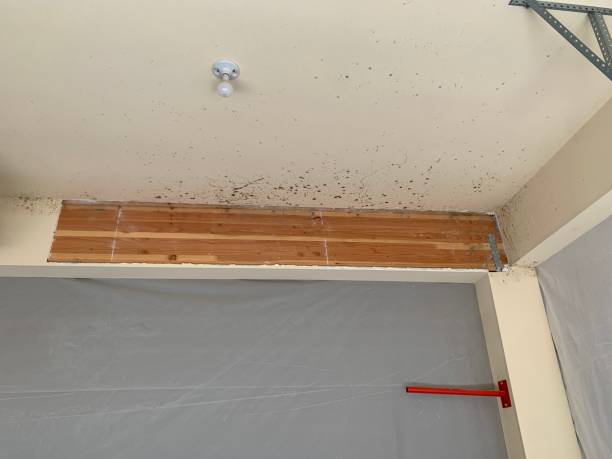 Best Air Quality Testing for Mold Spores  in Whitehall, MI