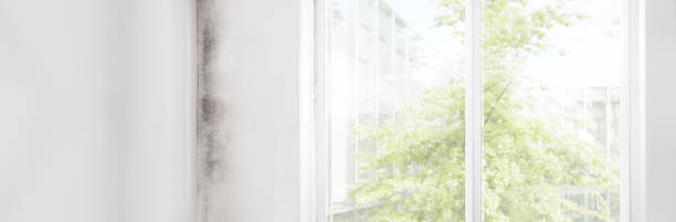 Professional Mold Removal in Whitehall, MI