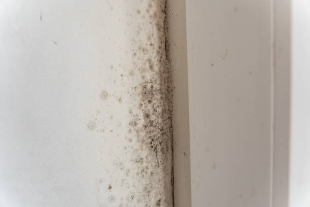 Best Residential Mold Inspection & Testing  in Whitehall, MI