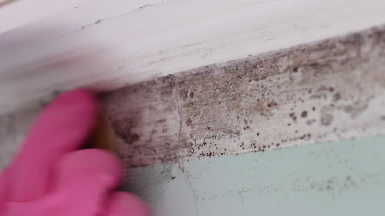 Best Air Quality Testing for Mold Spores  in Whitehall, MI